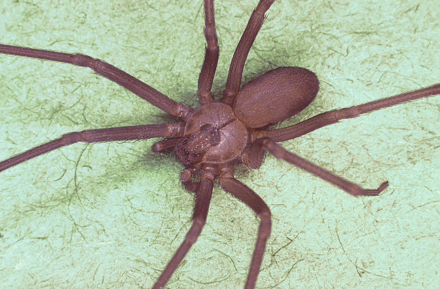 Brown Recluse Defense Centers For Public Health Aberdeen